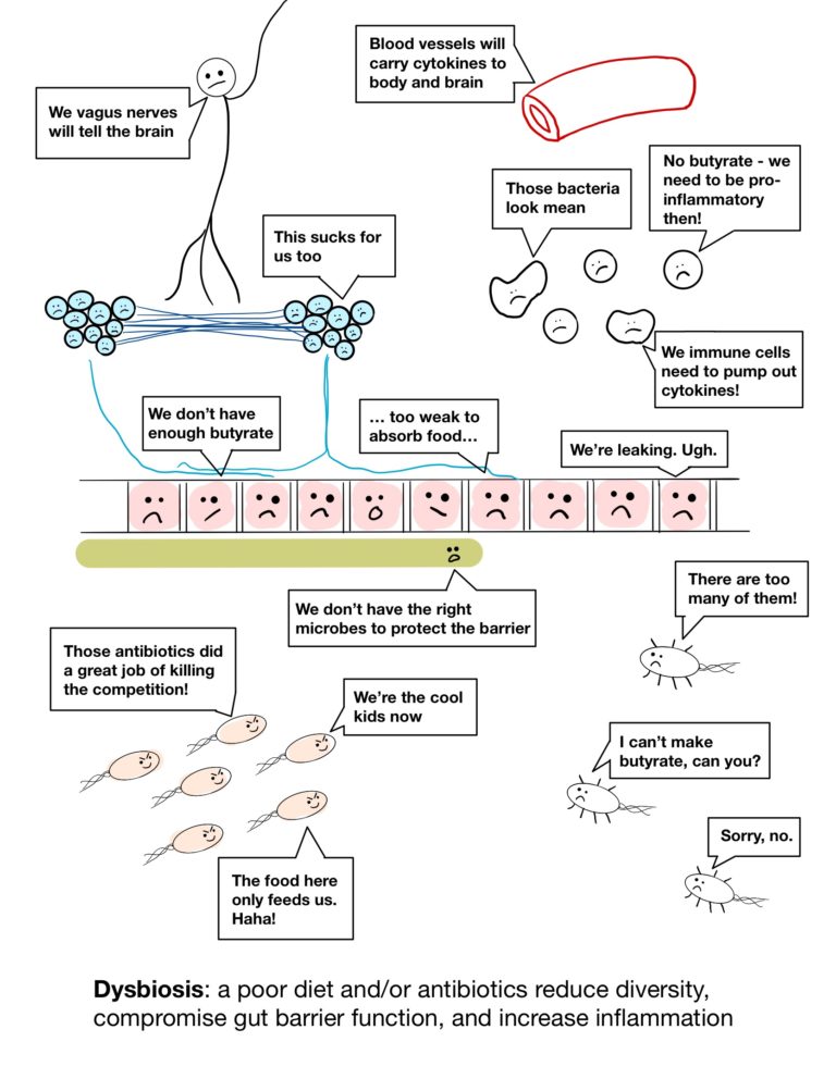 Cartoon displaying dysbiosis